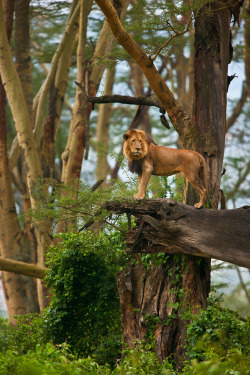 jamas-rendirse:  African Lion by catman-suha.