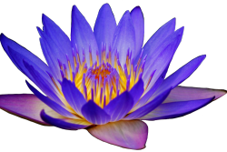 transparent-flowers:  Purple Lotus. 