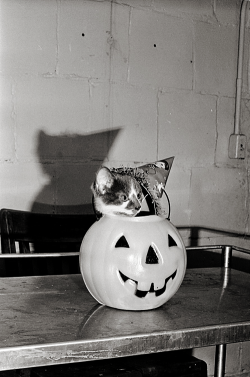 gravesandghouls:  Halloween c. 1960s