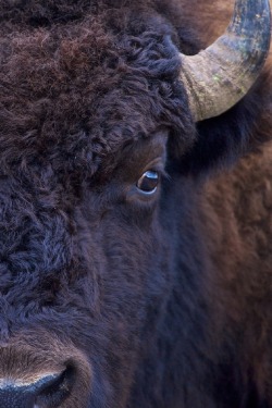 sublim-ature:  American Bison (Wyoming)Buck