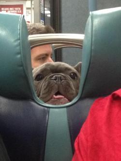 awwcutepets:  On the train and saw this friendly face