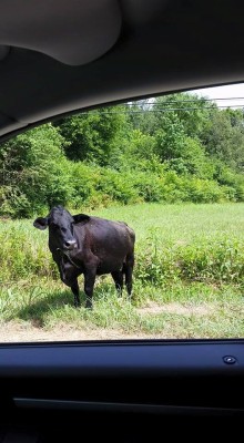 a-prince-of-wales:  greedyinthecountry:  a-prince-of-wales:  greedyinthecountry:  Welcome to the country. My children were terrified of her. Apparently cows are bigger up close than they had imagined. Is this a girl cow? I think all cows with no head