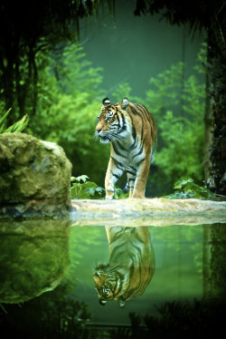 alltiger:  Tiger, Adelaide Zoo. (by Ian_in_Melbourne)