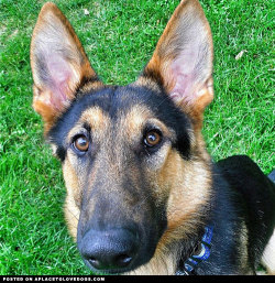 aplacetolovedogs:  Awesome German Shepherd dog Thor, 7 months old, the sweetest lil’ boy! @radgsdthor For more cute dogs and puppies