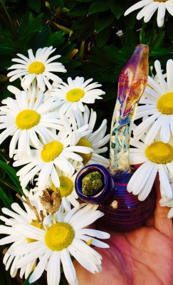 ilovehellokittyandweed:  Beautiful fall afternoon☀️🍁☀️🍁☀️🍁☀️🍁 how could I not have a sesh in the garden 💨🍁💨🍁💨🍁💨  smoking Flower amongst flowers 🌼💨🌼💨🌼💨🌼💨
