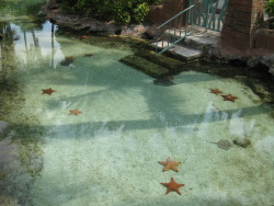 alienbugbabe:  st0rmings:  lushmilk:  “oh yeah let’s go out today oh oops first i have to walk through this water with seastars ok”   i’d just lie there in the water   I’d love this actually 