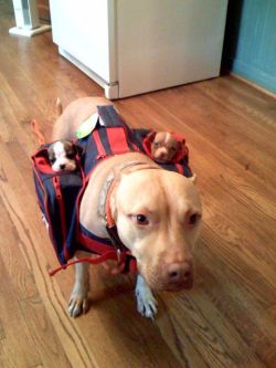 kickass-pics:  it comes with 2 subwoofers  
