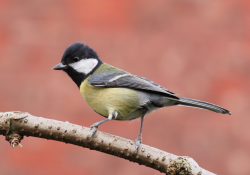 In response to the porn ban, here is a picture of a Great Tit.Let’s see what tumblr’s algorithms think of it.