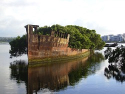  102-Year-Old Abandoned Ship is a Floating Forest / Image by Andy Brill 