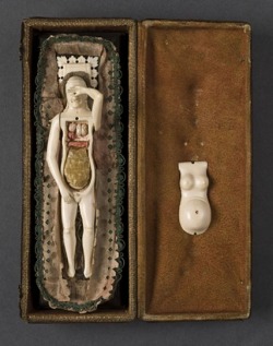 Small anatomical models with removable organs and skin