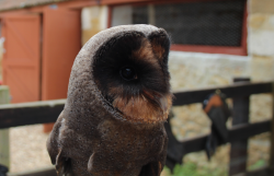 orcavian:  Melanistic Barn Owl (I never thought I’d get to see one of these!!)
