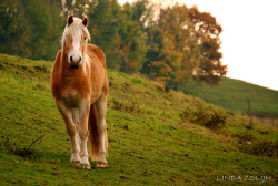 equine-dream:   Haflinger Hill by KonikPolski
