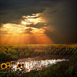Outdoormagic:  Angel’s Stairs…Magical Sunset Light Over The Sunflower Field By