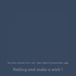 differentpain:reblog and make a wish ! 
