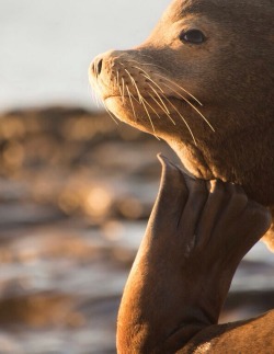 this-is-wild:  Sea Lion at La Jolla(Daniel Ek) 