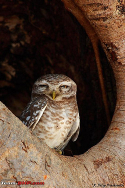 wapiti3:  Spotted Owl on Flickr.Via Flickr: