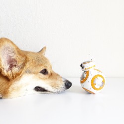 chompersthecorgi:May the Fourth be with you. 🤗 #StarWarsDay 