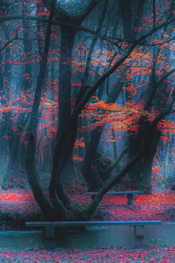 lsleofskye: Autumn Forest | Mevludin Sejmenovic