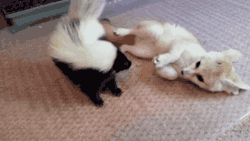 Gifsboom:  Baby Skunk And Fennec Fox. [Video] 