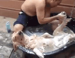 funnyordie: 19 GIFs of Animals Enjoying a Nice, Relaxing Bath After a long hard day of playing fetch, there’s nothing better than a good scrub down. 