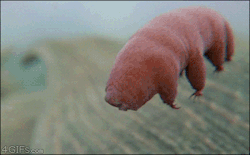 mikeonice2010:  ketchuppee:  geekycrap:  4gifs:  Waterbears can go without food or water for more than a decade. They can survive temperatures from zero to above the boiling point of water, pressure six times stronger than the deepest ocean trench,
