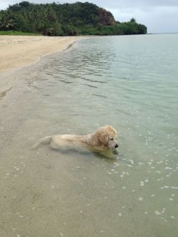 intensapassione:  zubat:  m-ooonn:  she sat in the water for like an hour, just staring at the water peacefully  An angel, honestly.   I want a puppy!!! Sooo bad