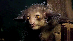 biomorphosis:  Aye-aye is one of the strangest looking primates. They can only be found in the north-eastern parts of Madagascar. They are nocturnal and usually at the altitude above 700 meters of rain forest trees. It has specifically designed middle