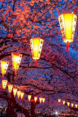 plasmatics-life:  Sakura Festival ~ By Jormungand 