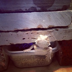 Ali chillin in his digbox. #beardeddragon #beardeddragonsofinstagram #reptile #lizard #pet #instaphoto
