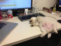 ogredoug:  awwww-cute:  My co-worker’s puppy fell asleep on her desk. Not much work got done that day   Im crying