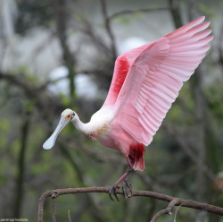 permagrinphoto:Roseate Spoonbill