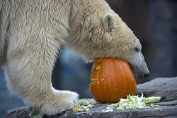 fuck-yeah-bears:  Happy Halloween! :} (Source)