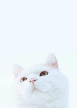 kisago:  しろの顔　Cat face 2014#2 