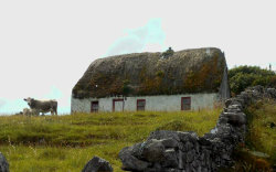 pagewoman:  Cottage and Cow, Inishmore (   Inis Mór ), Isles of Aran, Galway, Ireland via mightymac 