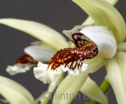 orchiddynasty:  Coelogyne marthae (Borneo)