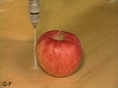 susancutie:  An apple being cut in half by