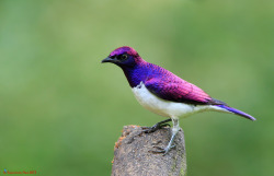 fat-birds:  Violet Backed Starling by LawrenceNeo