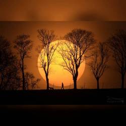 Man, Dog, Sun #nasa #apod #sun #trees #man #dog #sunset #atmosphere #sunspots #badmergentheim #germany #solarsystem #space #science #astronomy