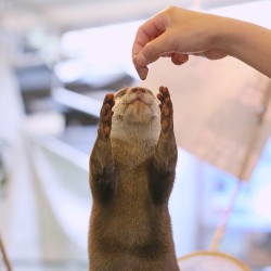 dailyotter:  Otter Reaches Up for a Fishy Treat Via Beginners’ Blog Otter