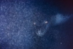 sixpenceee:  This is a picture of a Leopard Seal under ice.(Source)