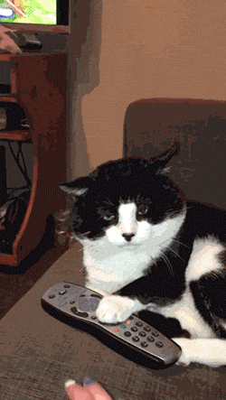 kingjaffejoffer:  look at the cat’s face in the last gif. He’s like “You really think this is a fucking game, don’t you?” 