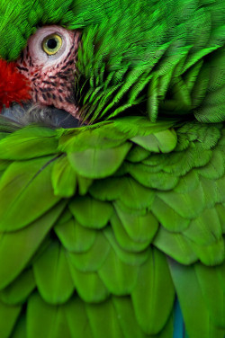 earth-song:   Emerald - Military Macaw by Justin