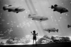wonderfulambiguity:Josef Koudelka, Aquarium, 2008