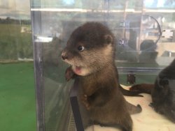 awwww-cute: Baby otter sees somethinh (Source: http://ift.tt/2l8iXU5) he saw dat booty~