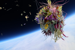 On Tuesday, a bonsai tree boldly went where no bonsai tree has gone before. Azuma Makoto, a 38-year-old artist based in Tokyo, launched two botanical arrangements into orbit: “Shiki 1,” a Japanese white pine bonsai tree suspended from a metal frame,