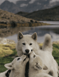 untemporarily:  iamnotdoingshittoday:  Wolves  The second most high quality gif I’ve seen 