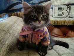 punkrockbetty:  soyouheardaboutfightclub:  turtletotem:  My blog needs some cats in sweaters.  I needed this today.   My syd would murder me in my sleep if I put her in one of thses, but so cute!!! 