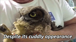 Hipsterinatardis:  Froscan:  True Facts About The Owl [X]  It’s Giving Bedroom