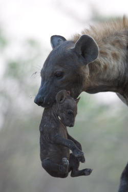 earthandanimals:  Mother and week-old Hyena in the Savuti region of Botswana Photo by Per-Gunnar Ostby 