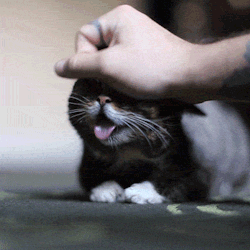 bublog:  ETERNAL BLISS Another life-changing gif, taken from BUB’s groundbreaking new video: An Intimate Look at BUB’s Fascinating Eating and Cleaning Methods , complete with excessive drooling and extreme purring. 